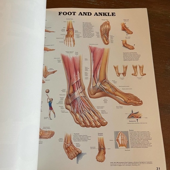 System and Structures the Worlds best Anatomical Charts By Abbott - Picture 6 of 6